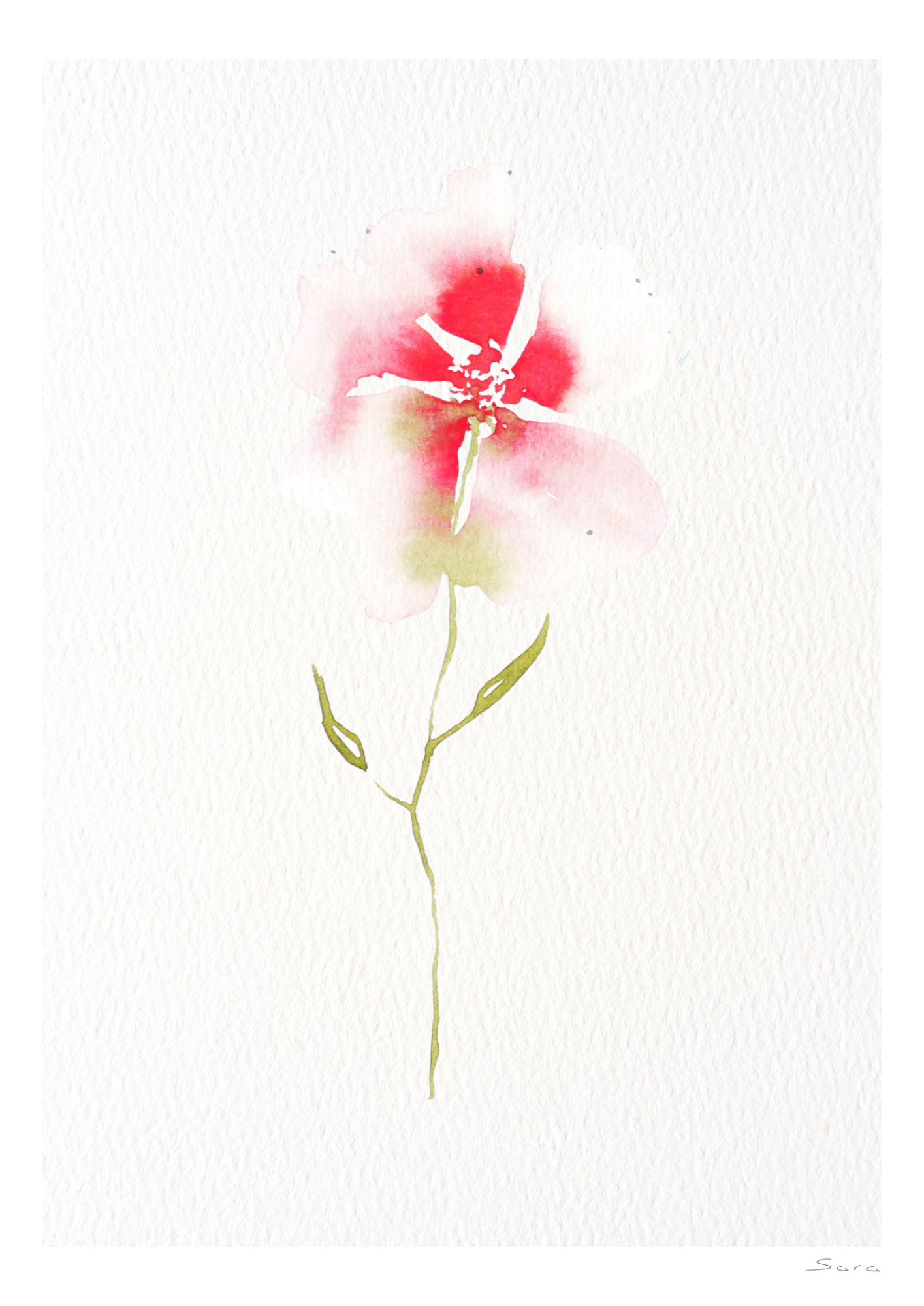 Ghost Poppy