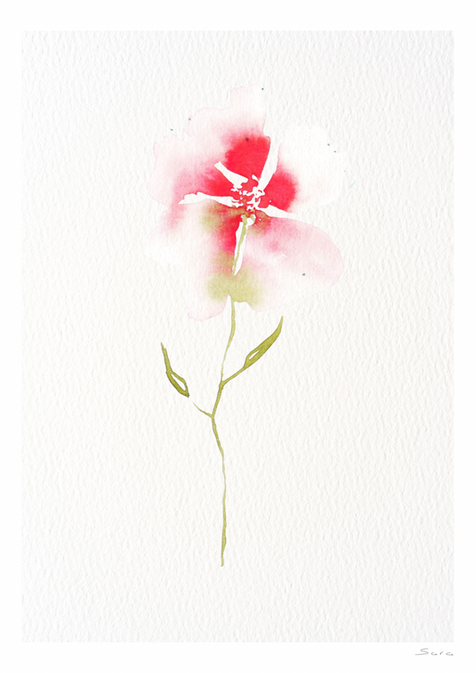 Ghost Poppy