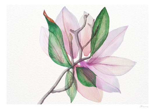 Magnolia